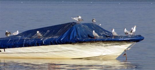 Protecting Your Boat From Gull Droppings And Damage