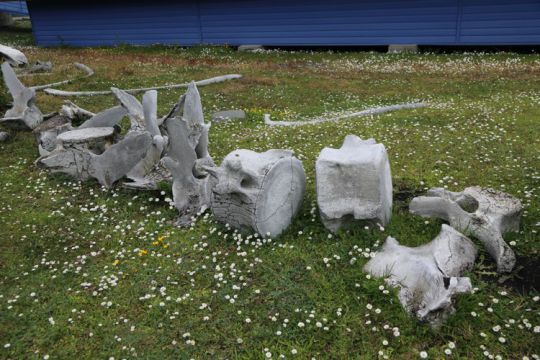 Squelette de baleine, Puerto Williams