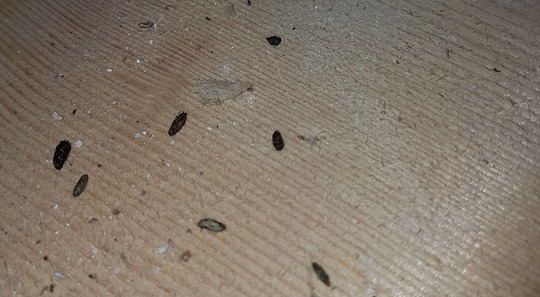 Les crottes de rat indiquent la présence certaine de rats à bord