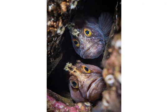 Best Buddies © Dan Bolt (Royaume-Uni)