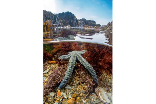 Rock pool star © Martin Stevens (Royaume-Uni)