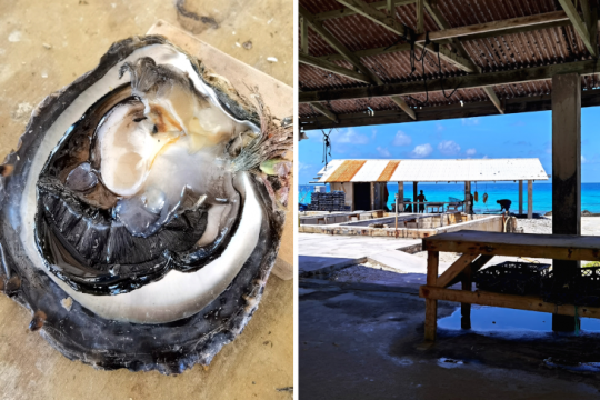 Visite d'une ferme perlière ©Julie Leveugle