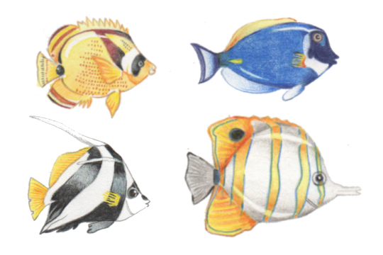 Beaucoup d'espèces de poissons dans l' "aquarium" ©Julie Leveugle