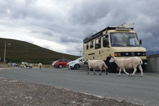 Les moutons d'Achill island, Irlande