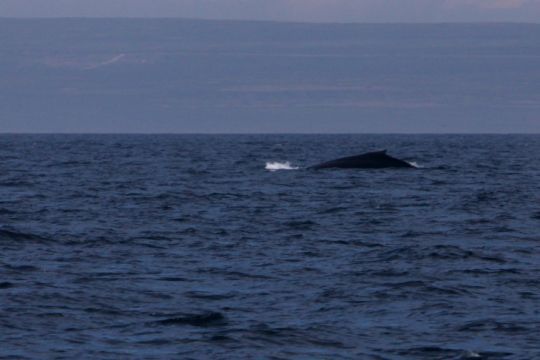 Les baleines croisent dans les eaux islandaises