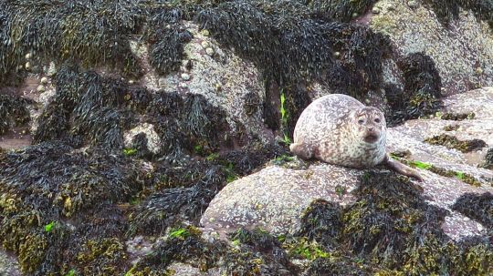 Phoque peu farouche, Glengarriff