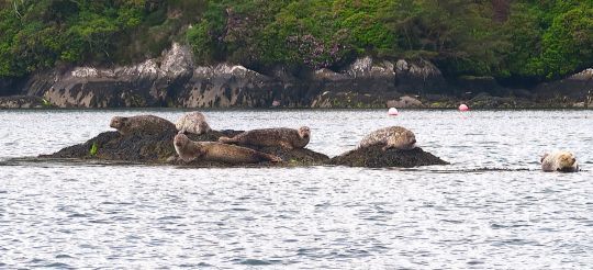 Phoques, nombreux dans l'anse de Glengarriff