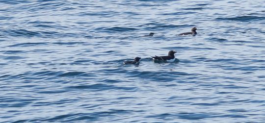 Mères Guillemots et pingouins Torda avec leurs petits