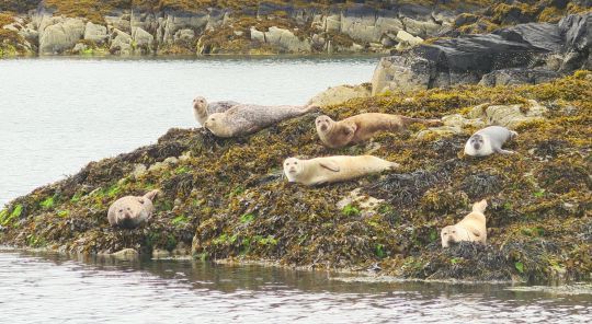 Observés par la colonie de phoques gris à Puilladobhrain