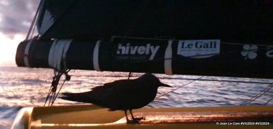 © Jean Le Cam #VG2024