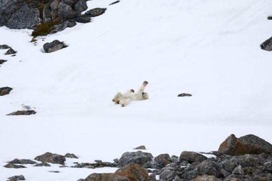 Ours polaire © Margot Sib