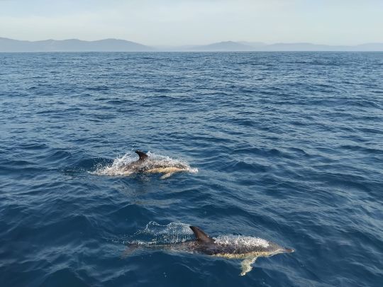 Les dauphins nous accueillent à la frontière portugaise