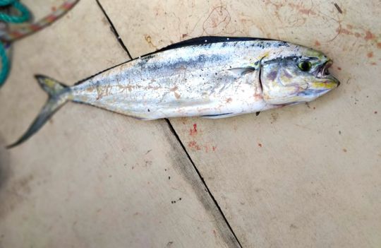 Jolie prise : une belle dorade Coryphène s'invite pour le déjeuner