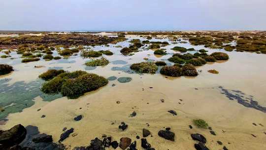 étonnante flore de la lagune de Lobos