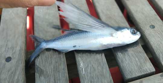 Un malchanceux exocet a atterri sur le pont pendant la nuit