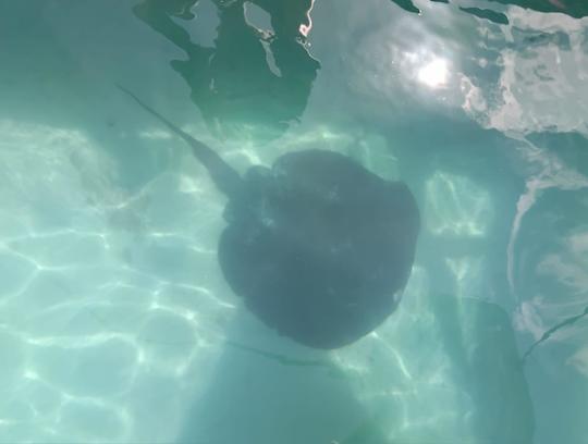 Raie Pastenague se baladant dans le port