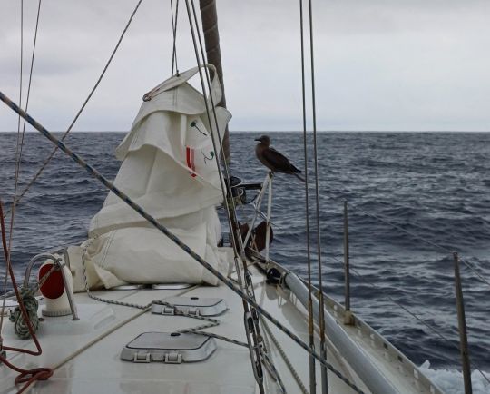 Un oiseau vient se reposer entre deux orages