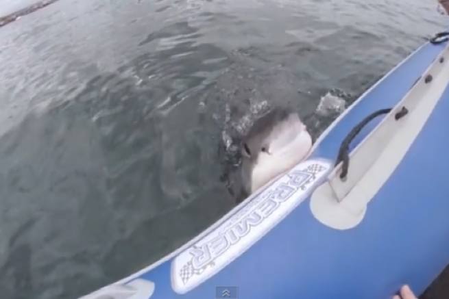 When a great white shark attacks a boat...