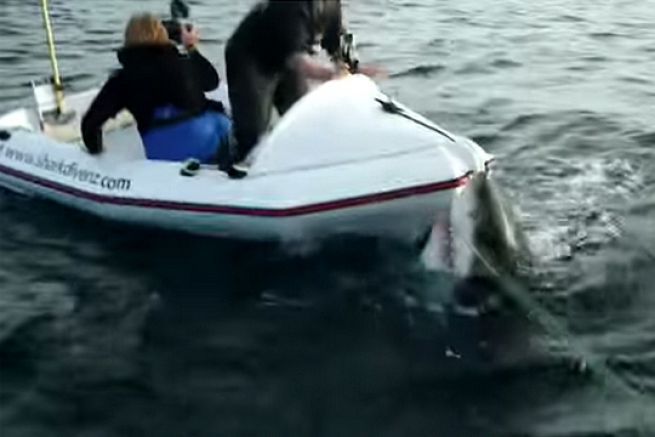 A great white shark terrorizes two animal reporters