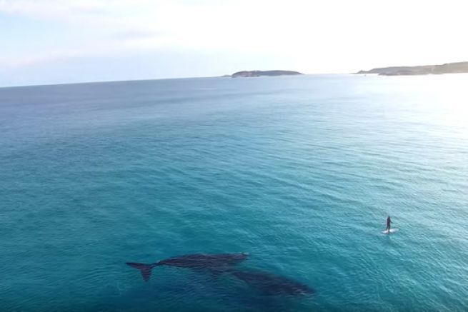 Two blue whales meet a paddle boarder in Australia