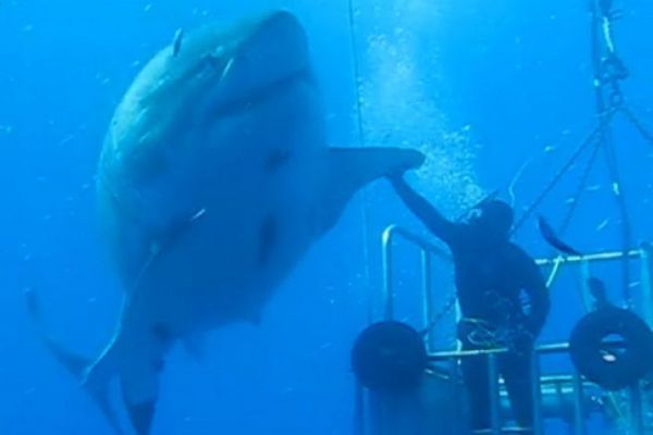 Top 15 most fun marine animal videos