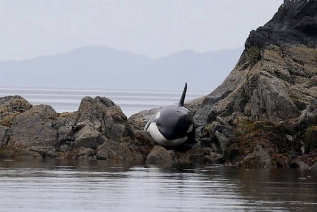 The orca stuck in the rocks