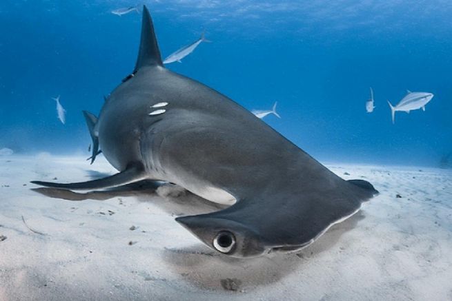 The most beautiful pictures of sharks of the World Shootout 2015 (3/4)