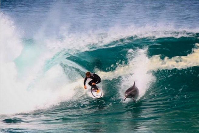 Soli Bailey surfs with a dolphin
