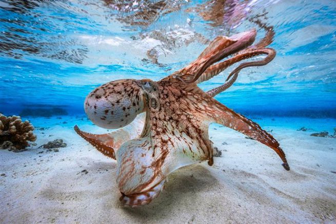 Dancing Octopus by Gabriel Barathieu