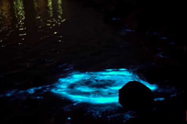 Bioluminescence phenomenon