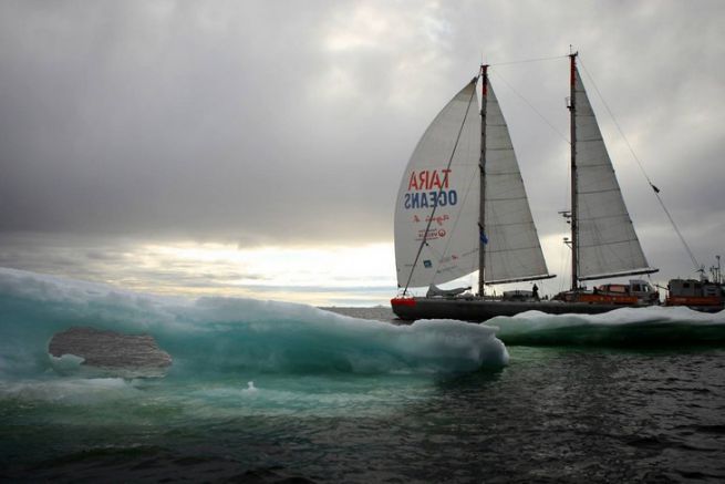 Tara sails under spinnaker in Antarctica