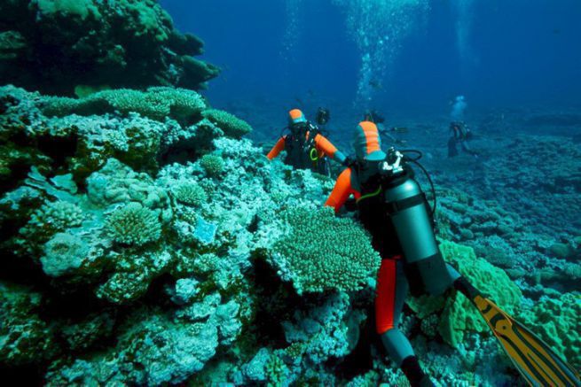 Pacific corals terribly threatened by human activity