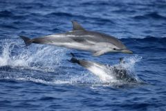 Dolphins