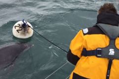 How do you take a safe? Not so simple when a dolphin gets involved