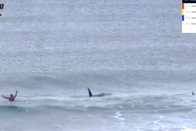 Killer whales invite themselves into the middle of a surfing competition