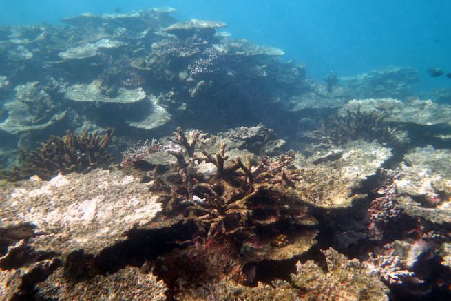 Coral Reef Degradation in Samoa Islands