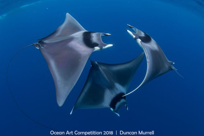 'Courting Devil Ray Ray Ballet by Duncan Murrell