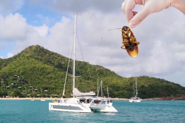 Tropical navigation, how to avoid the cockroach on board?