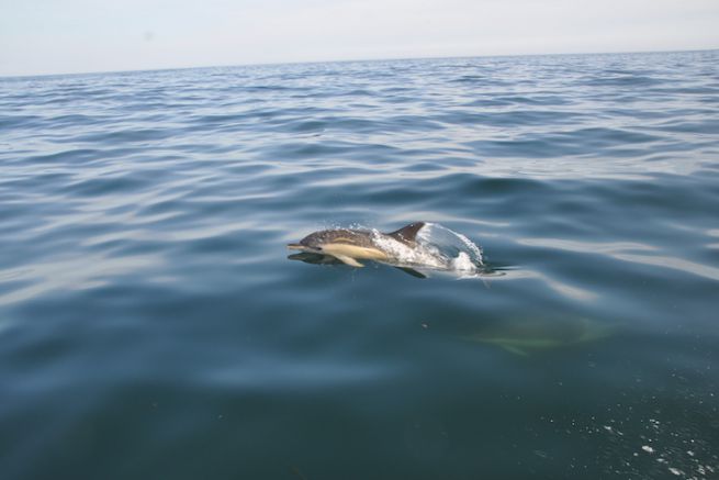 Common dolphins south of the Glenan