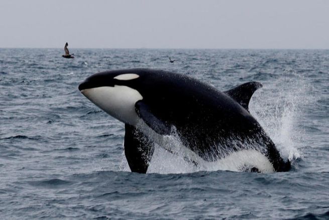 A killer whale in hunting action