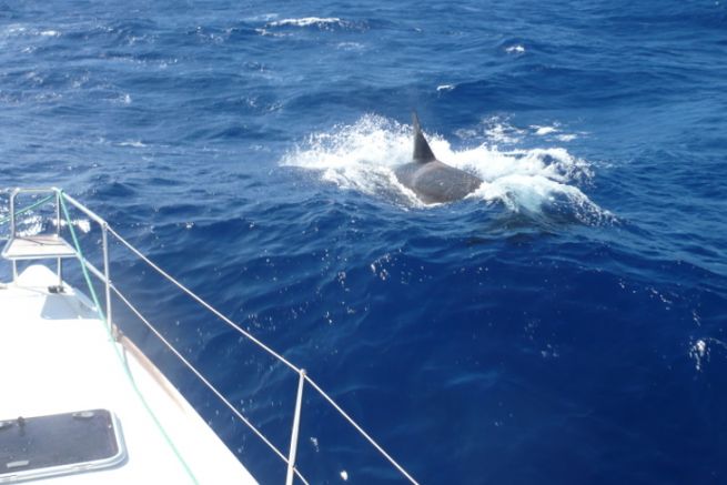 The anti-predation pinger, a safe way to keep orcas away from your boat