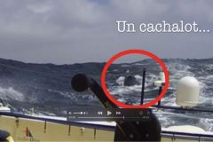 Kito de Pavant is one of the few sailors to have conceded that he collided with a sperm whale