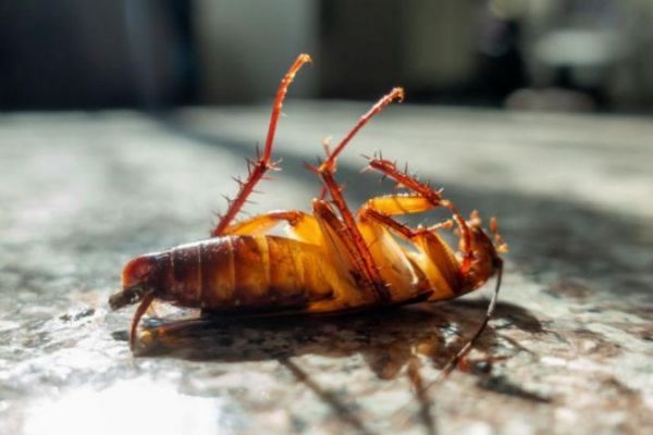 10 tips to protect against and get rid of cockroaches on board