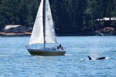 orcas attacking yachts reddit