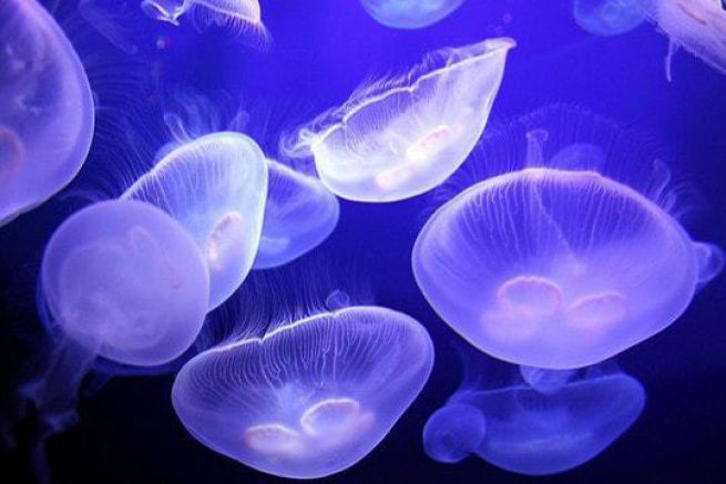 Jellyfish