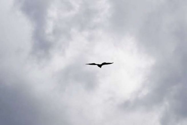 Caracara in flight, Puerto Williams.