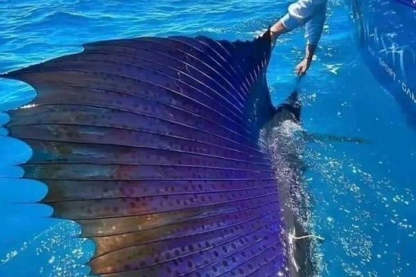 Capturing a sailfish